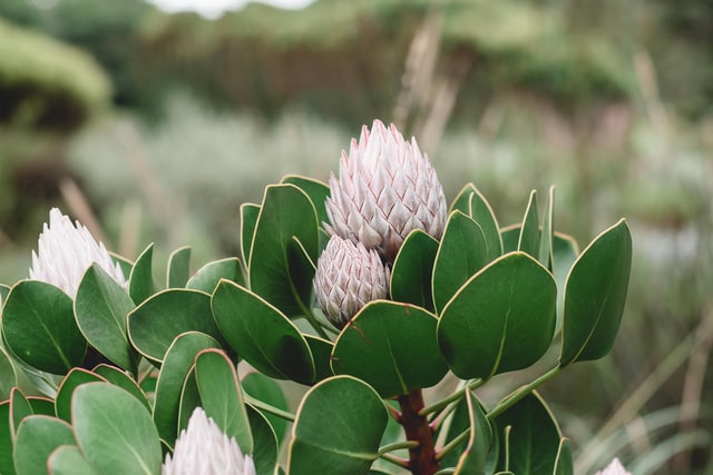 Protea the national flower of south africa and another reason to visit South Africa