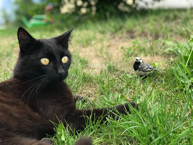 DO NOT PUT BIRD PUDDING IN YOUR GARDEN OR ANYWHERE YOUR CATS WILL BE ABLE TO CATCH BIRDS WHEN THEY COME TO EAT